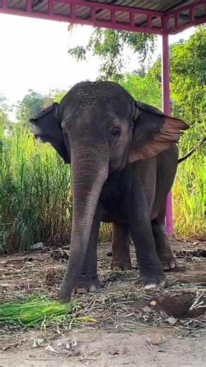 เจ้อย่าพึ่งหนหวยหนูนะ5555555#เปิดการมองเห็น #พังแป้งร่ำช้างอ้วน #หมู่บ้านช้างบ้านตากลางสุรินทร์ #พังแป้งร่ำแอดมินเบล #ฟีดดดシ