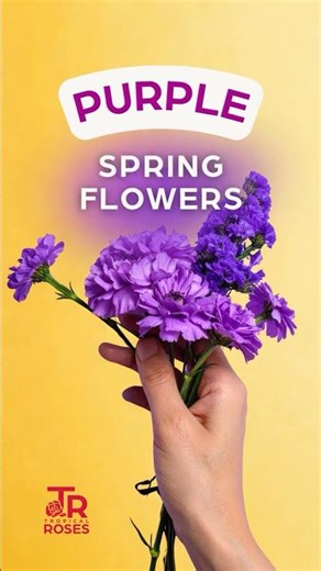 Spring looks better in purple 💜🌸#PurpleFlowers #SpringFlorals #PurpleSpring