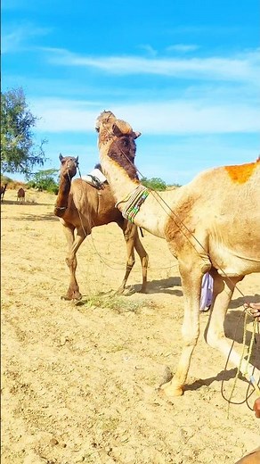 The Secret Behind a Camel's Rutting Behavior and Excitement ‪@ComebackCamels‬ #camel #beautiful
