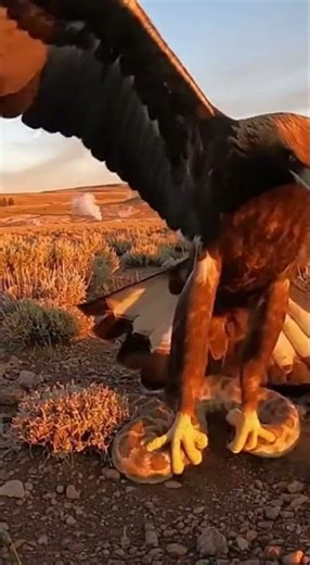 Death from Above: Golden Eagle vs. Giant Rattlesnake