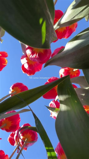 Dei tulipani mi sono innamorata 🩷🌷🫢#perte #fyp #tulipan