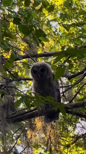 What are you waiting for? Join us at Silver Springs State Park for a 2-hour guided adventure through