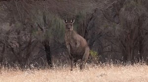 Watch what happens when a wild kangaroo stands up ready to fight
