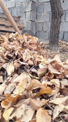 I really love the sound of leaves rustling. 😍 #relax