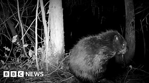 Pair of beavers settling in well in new home