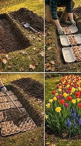 Planting flower bulbs in egg cartons: A step-by-step guide for a colorful garden | Easy Recipes