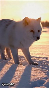 Arctic Fox Family Sunset Love! White Fox Kits Snow ❄️ Cozy Arctic Kawaii Short