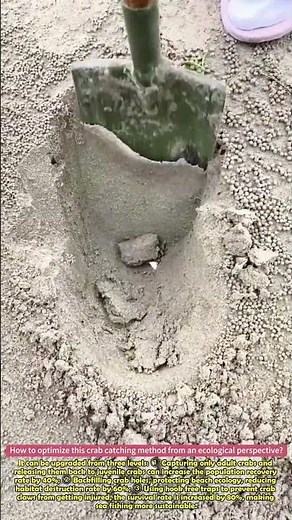 There are clever ways to catch crabs on the beach #practical #clever #wonder #methods