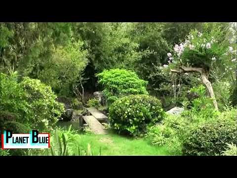 Best Ethiopian & Eritrean Instrumental Music