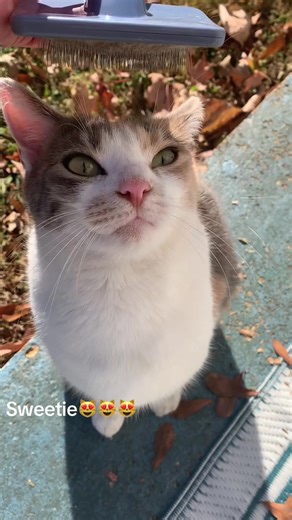 Our baby… she loves being brushed. 🥰😍#catsoftiktok #calico #rescue #myfurbaby