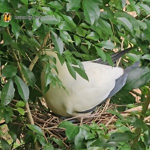 73K views · 3.3K reactions | Pied imperial pigeon Bird in the nest | Review Bird Nest | Facebook