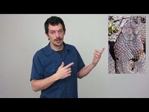 HOW TO IDENTIFY VENOMOUS SNAKES VS NON-VENOMOUS SNAKES