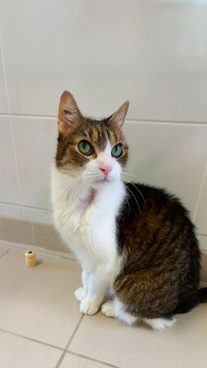 [Adoption] SOS pour Zézette, une adorable louloutte à adopter au refuge SPA de Tilloy-les-Mofflaines ! 🐱 Arrivée au refuge avec son frère Zébulon, Zézette est une chatte très attachée à l’humain. Elle raffole des câlins et des longues siestes blottie contre quelqu’un. Une adoption conjointe avec son frère serait idéale 💕 Malheureusement, Zézette souffre de plusieurs problèmes de santé : arthrose, souffle au cœur et tumeur au foie. Elle nécessitera donc une alimentation spécifique et un suivi v