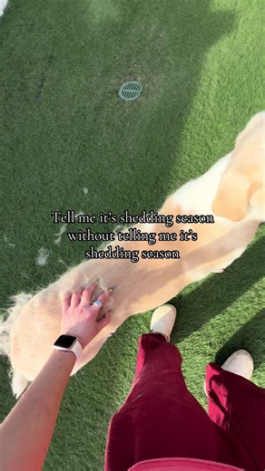 We know the weather is getting nicer when our lab great Pyrenees mix sheds a whole small dog 🐶😊☀️ ##barkuniversity##dogboarding##dogdaycare##foryoupage##adoptme