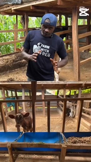 7.4K views · 127 reactions | How to setup a simple Dairy Farm . Part 2 | Farm With Fred | Facebook