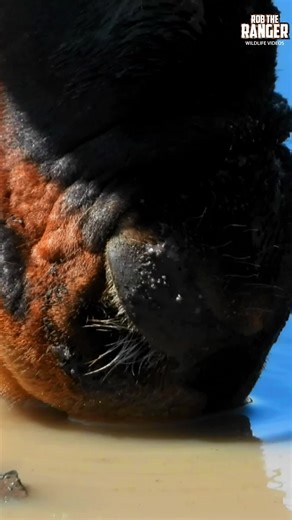 Guess The Animal! #robtheranger #tiktoksafari #wildanimals #zebraplainscollection #zebraplainsmoments