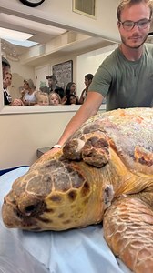 Teach your children well 🐢🌊❤️‍🩹. Did you know The Turtle Hospital is a working licensed veterinary hospital just for sea turtles?! We are open to the public everyday. You can meet Molly and other sea turtle patients by joining one of our educational programs. Go to the website listed in our bio to make reservations. Not traveling to the Florida Keys? Then follow our live feeds from the turtle tanks across our social media platforms @theturtlehospital on Facebook and TikTok and @marathonturtle