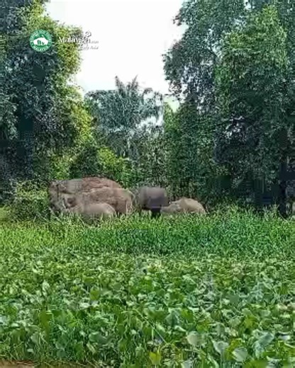 A magical encounter with one of Borneo’s most iconic residents 🐘✨ Don’t just dream it — experience it with our Borneo Wildlife Safari 💚 👉 https://www.borneoecotours.com/tours/borneo-wildlife-safari/ | Borneo Eco Tours