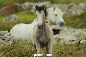 Wild Life Animals Videos, Download The BEST Free 4k Stock Video Footage & Wild Life Animals HD Video Clips