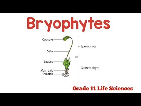 Biodiversity of Plants - Bryophytes (explained) Grade 11 Life sciences