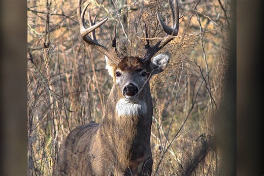 EHD Detected in Deer in 4 Michigan Counties (2026)