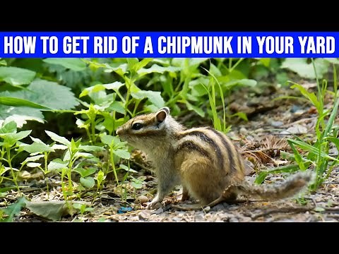 How to Get Rid of a Chipmunk in Your Yard: Simple Methods
