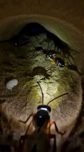Sand Wasp POV: Beneath the Desert Nest