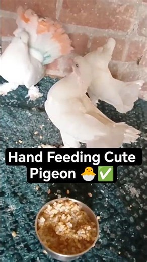 ✅🕊️pigeon hand training video #birds #pigeon #kabutar #trend #voice✅