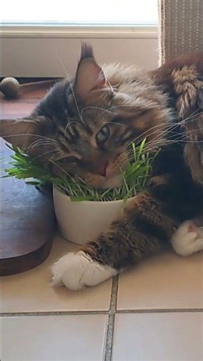 🐾🌿 Maine Coon Shippie rests her head on her catnip, private property! 🚫😼 2302