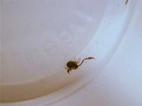 crab like bug