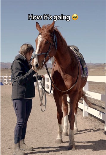 Still can’t get over Moon’s work-in-hand transformation 🥹 The biggest transformation between these videos is Moon’s movement and his attention. He went from being distracted and tuning out during sessions. Rushing, spooking, splaying through his steps, and moving with an inconsistent rhythm. To ⬇️ A horse who is tuned in to the handler, moving with even, consistent steps, staying with the tempo the trainer sets, and stepping underneath himself instead of splaying. Work-in-hand is a type of grou