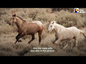 Mysterious New Horse meeting after he meets mare in the Ranch