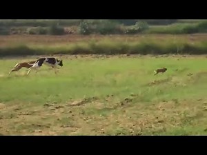 Dogs Chasing a Hare in the Wild | Real Wildlife Action | Hare Escape vs Dogs