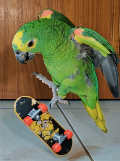 Skateboarding Parrots: A Fun Bird Trick