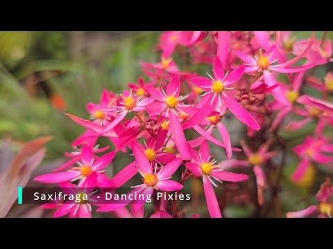 Exotic LOOK - Autumn flowering Saxifraga - Dancing Pixies