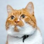 Suggestion: Download your Social Security record