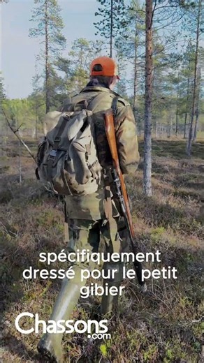 chasse du grand tétras avec Autentic Boreal en Laponie Finlandaise