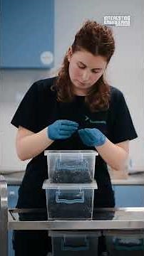 How Flies Could Fuel the Next Food Revolution