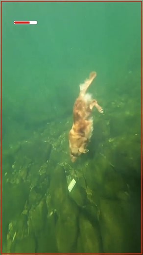 Wow! Check out this Deep Dive Doggo! | Beautiful World