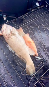 Bit of mayhem on the boat landing these 3 fish first drop on a small lump we ran over. We decide to both drop a jig down and we got railed. I thought I got sharked but it turned out it was a monster Cod trying to eat my fish and my mate nearly lost his Dino trout at the boat and nearly had to jump in after it 🎣🛥️🏝️🏴‍☠️🤣 | YTF Yeah The Fishos