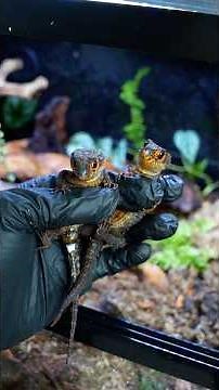 Bioactive Enclosure Setup for Red-Eyed Crocodile Skinks!