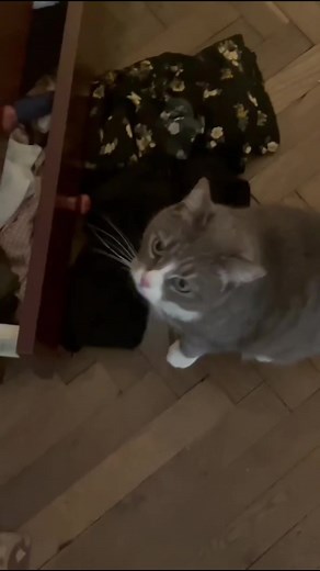 Playful Domestic Cat Jumping and Climbing Furniture