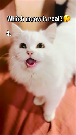 Moma☺️ on Instagram: "Which one is the real meow?🤔 #catsofinstagram #funny #funnycats #cats_of_world #cats #catscomedy #viralcats #viralvideos #viralreels"