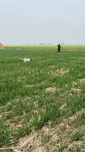 753K views · 17K reactions | Batair ka shikar hall or dog ka sath hunting quail in Pakistan 2025 #fbreels2025ツ #quailhunting #quail #virałreels #huntingseason #hunting | Unique hunters | Facebook