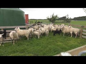 Livestock: Straight East Friesian sheep may not be the best sheep to milk.