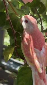 A splash of colour with every feather 💗🌸 | Serenity