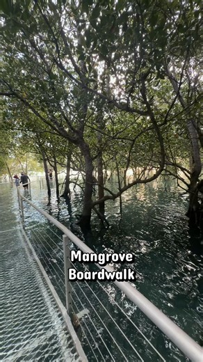 Some of the beautiful natural life around the Mangrove Boardwalk in Darwin, taken just after high tide 🌊☀️ #darwin #travel #nature #boardwalk #mangrove