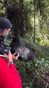 34K views · 175 reactions | Gorillas and Human Interaction: A Complex...