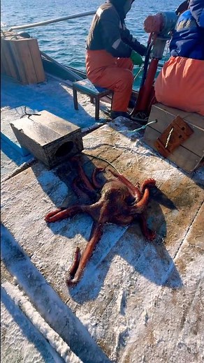 How to catch an octopus? Checking octopus traps? 🐙🛟🐙 How to catch a kraken?! #sea #fishing