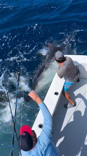 205K views · 2.5K reactions | Cape Cod, MA - Fin Planner released a Blue Marlin (750) and went 25-37 on White Marlin. | BillfishReport.com | Facebook